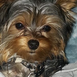 Meet your Posher, Maggie